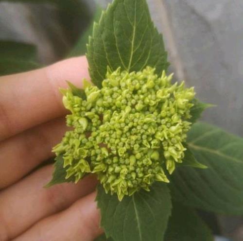 绣球含羞叶是老枝开花吗