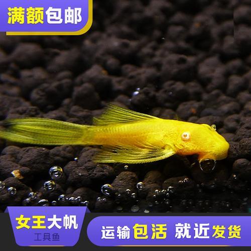 女王大帆能不能下盐