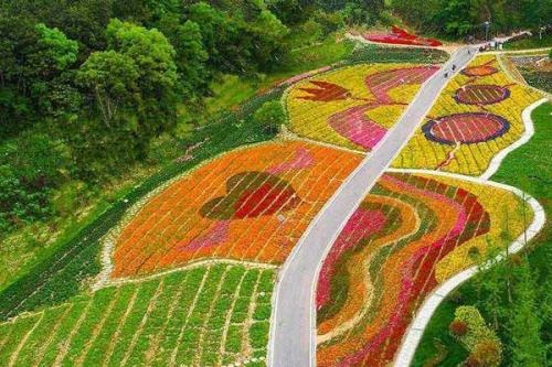 西江花海8月份开放时间