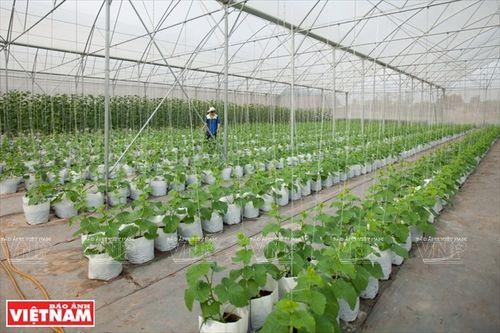 龙爪豆种植株行距