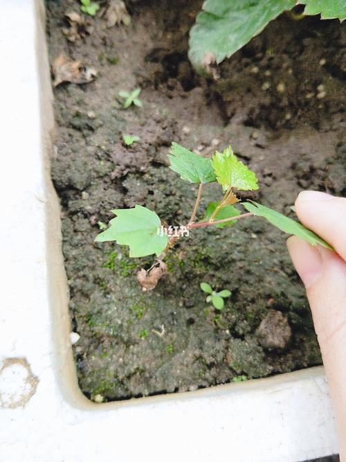 广东葡萄几月发芽