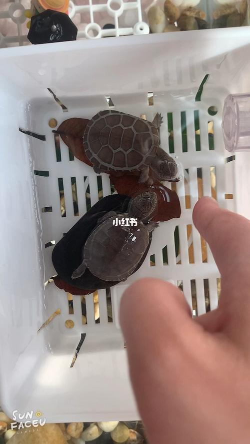 西非侧颈龟多少天换一次水