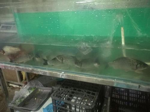 鱼缸里养的鲫鱼为何变白