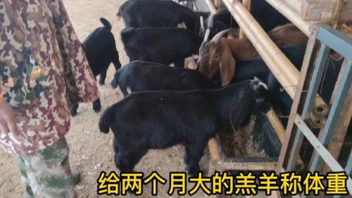 一只小山羊两个月长多少斤