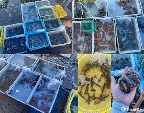 钦州哪里有海鲜港口批发