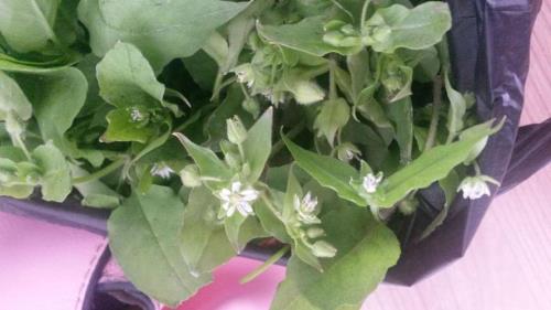 野菜的意思是什么