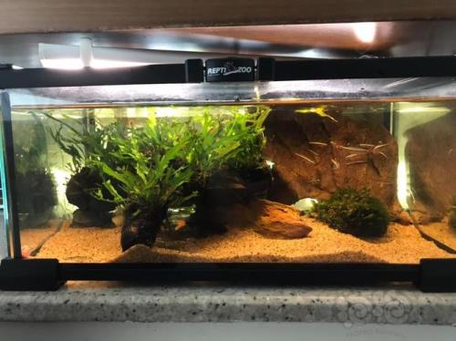 白云金丝鱼需要躲避屋吗