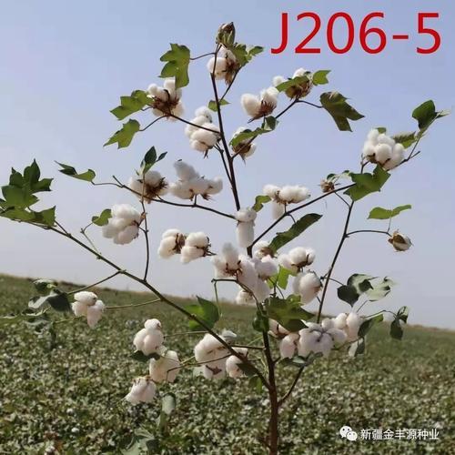 春棉花有哪些好品种