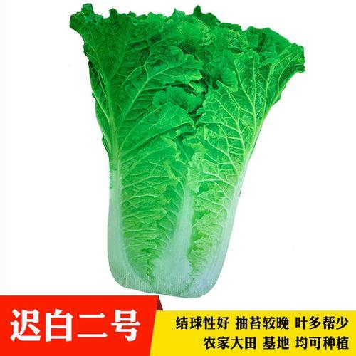 青华二号白菜种子怎么样