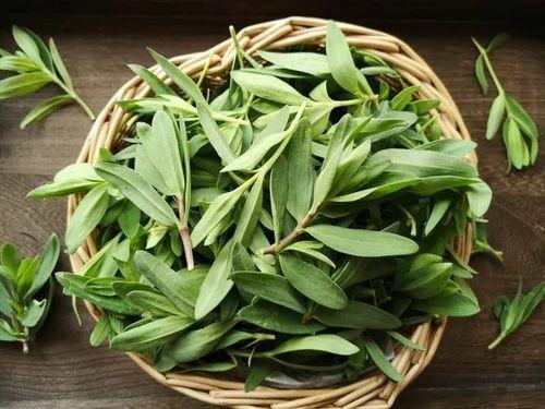 和平精英挖野菜能干嘛
