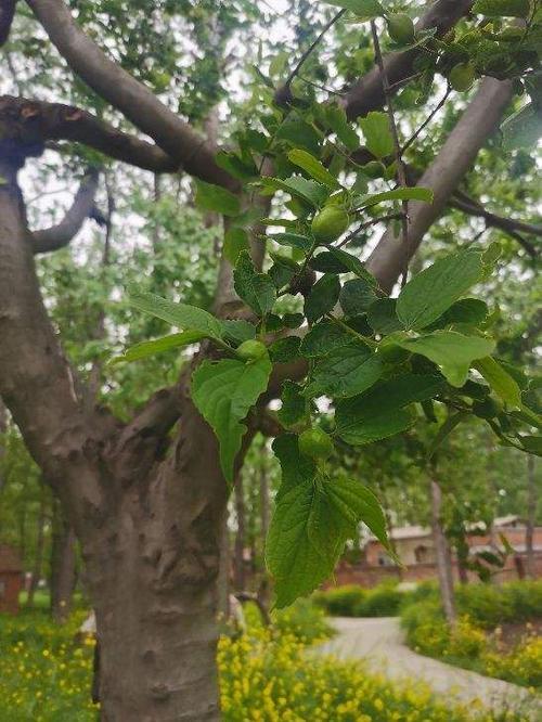榆树夏天能热死吗