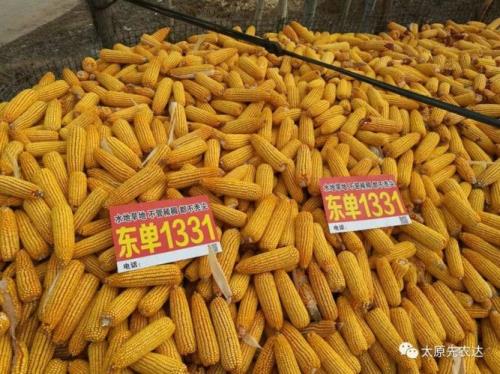 1331玉米种缺点