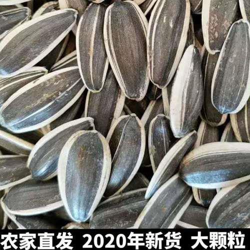 20000粒葵花籽能种几亩地
