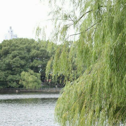 河水波纹河岸柳树连一起造句