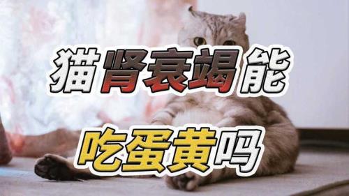 猫咪可以生出蛋黄么