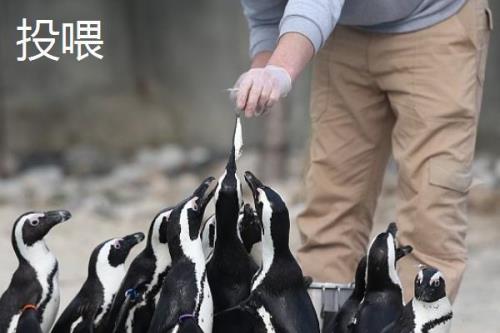 投喂的深层含义