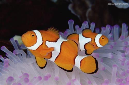 海藤是鱼吗