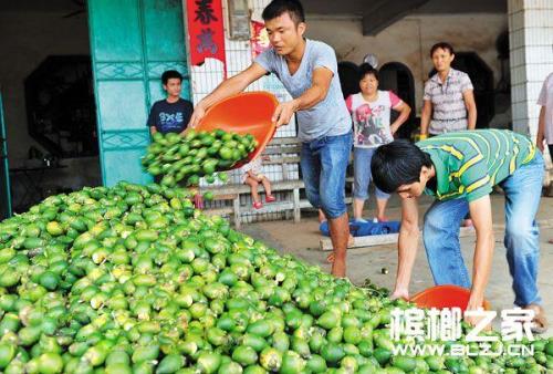 我国槟榔主产地是哪里