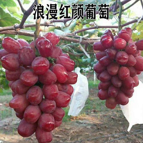 红乳葡萄什么时候开花结果