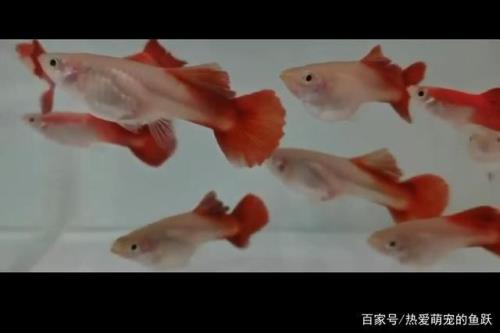 火炬鱼一天喂几遍食