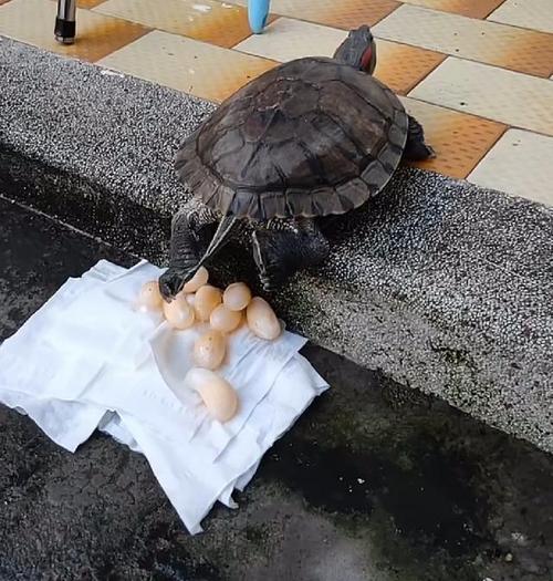 乌龟后腿挖沙多久下蛋