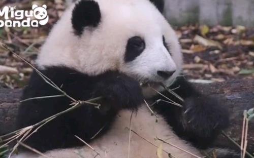 熊猫花花为什么火了