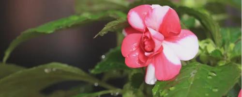 水梅花叶子上有白霜是怎么回事