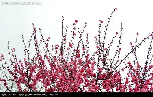 形容梅花枝干像什么