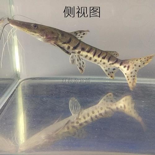 鸭嘴鱼可以和其他鱼混养吗