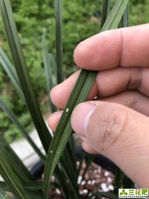 建兰长了介壳虫怎么办