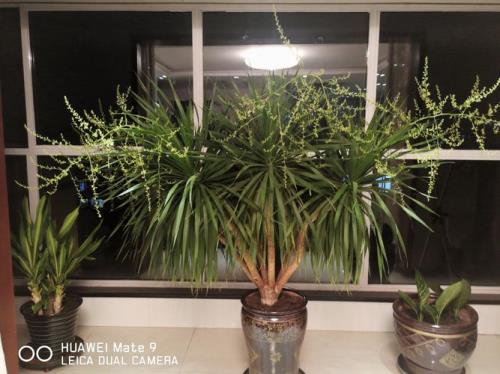 龙血树会开花吗