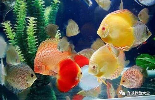 七彩喂完食多久换水