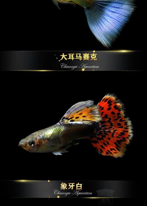 热带鱼火炬一次能下多少条崽