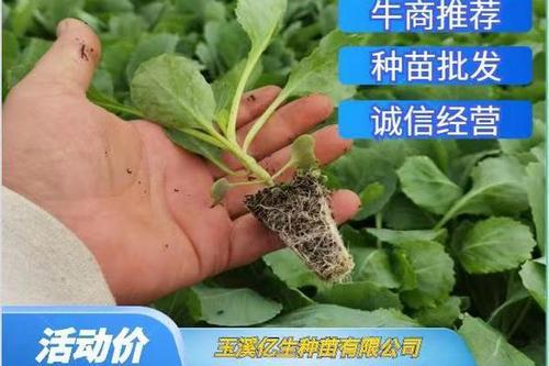 圆包菜什么时候育苗