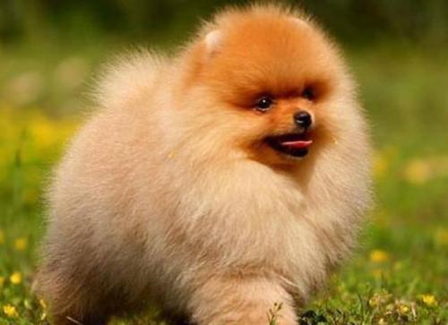 适合家养的小型犬