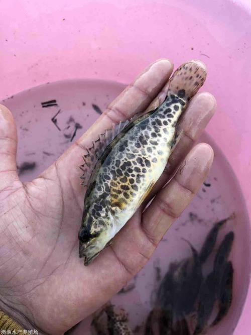 一亩水面能养6cm鳜鱼鱼苗多少尾