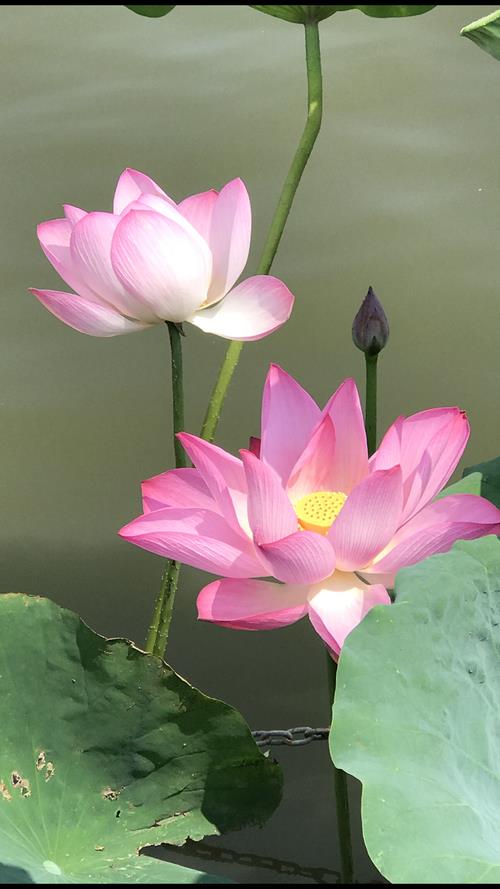 莲花朵朵歌盛世下句