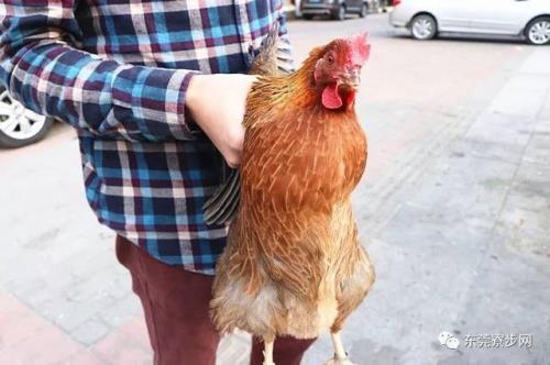为什么不能送人活鸡