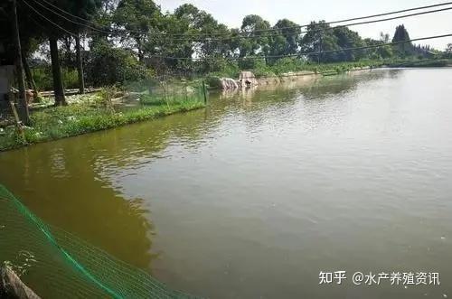 鱼塘养鱼要天天放新鲜水吗