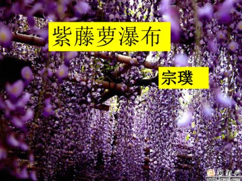 藤萝瀑布原文