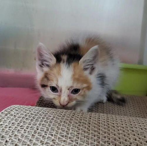2个月的幼猫会被大猫吓死吗