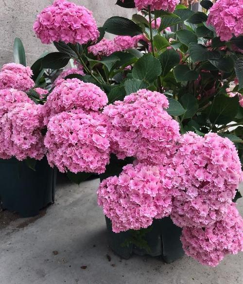 随时花靠谱吗