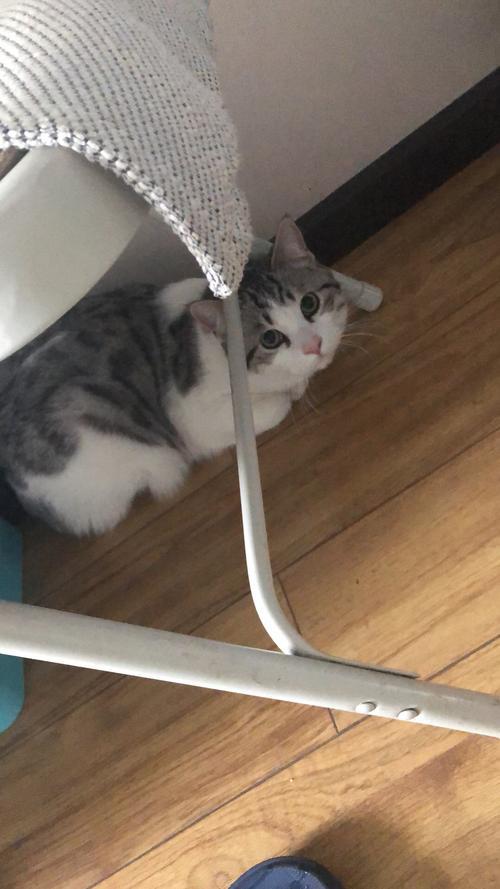 猫仔几天搬家一次