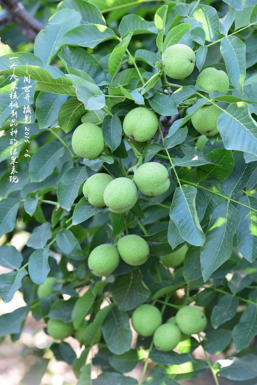 广东种核桃会结果吗