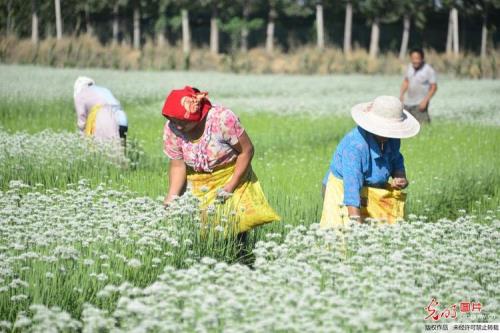 韭菜花一亩能产多少斤