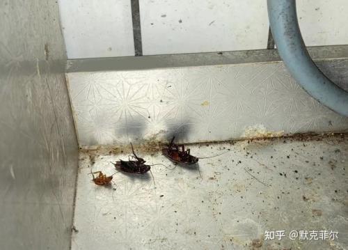 洗碗机为啥有蟑螂