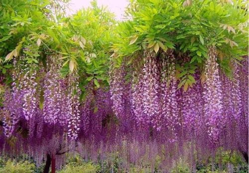 北方夏季疯长的藤蔓