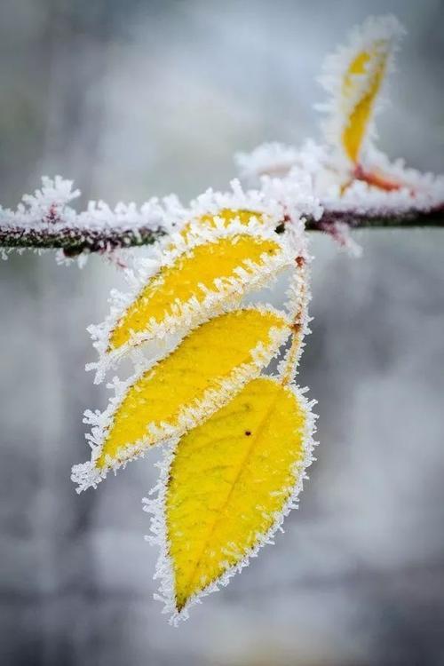 花雪随风不厌看,更多还肯失林峦