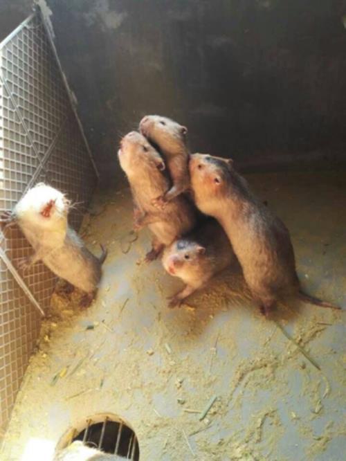 红颊竹鼠优缺点
