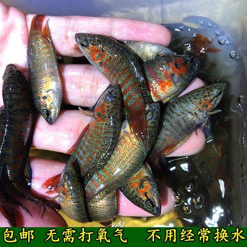 野生斗鱼哪里可以抓到